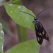 Balataea gracilis - Photo (c) harum.koh, μερικά δικαιώματα διατηρούνται (CC BY-SA), uploaded by harum.koh