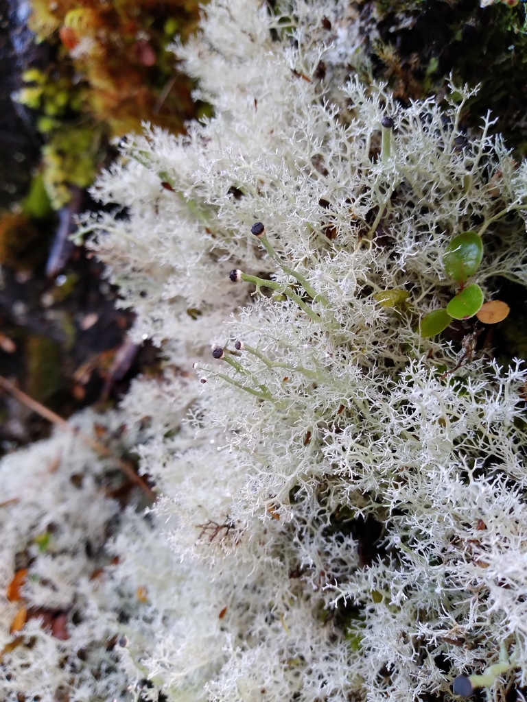 Leifidium tenerum