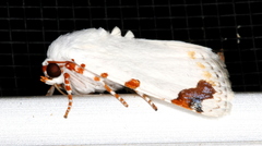 Chasmina pulchra