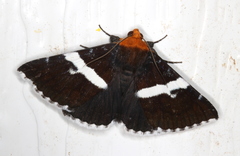 Buzara frontinus