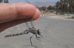 Orthetrum ransonnetii