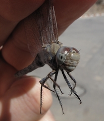 Orthetrum ransonnetii