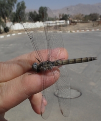 Orthetrum ransonnetii