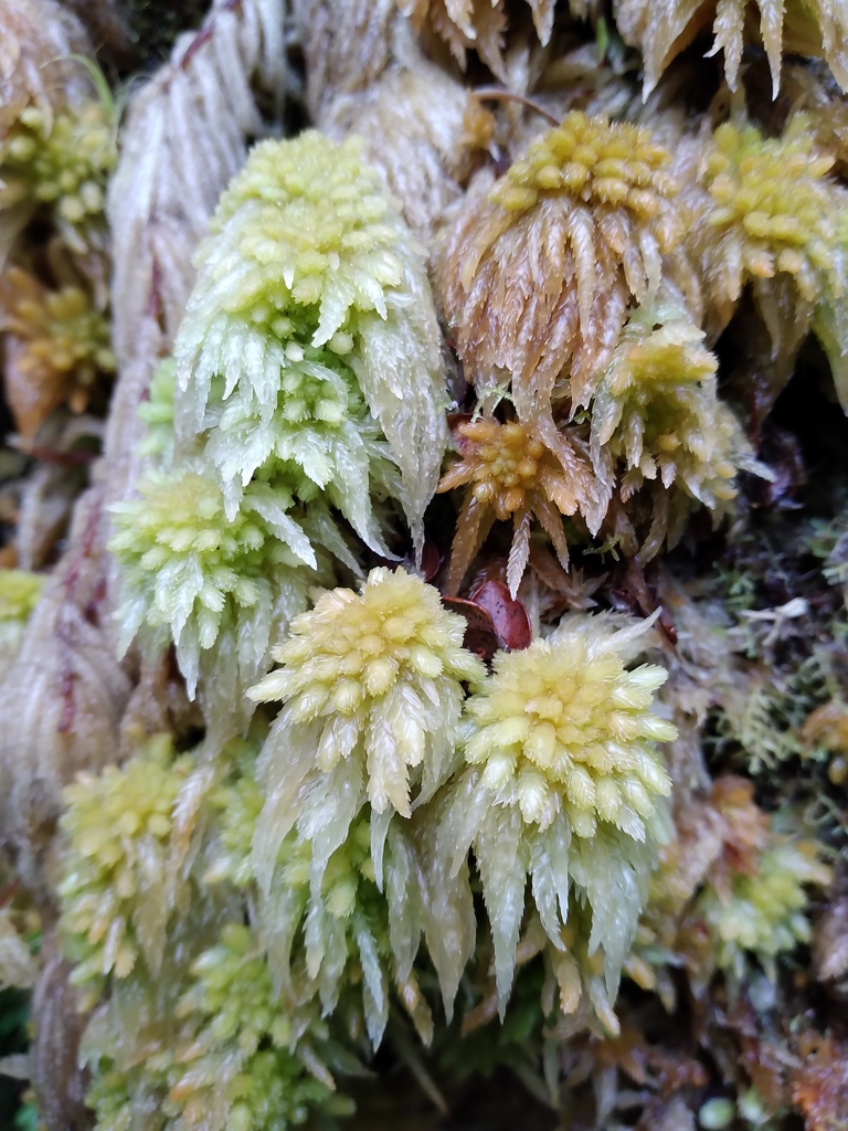 New Zealand Sphagnum