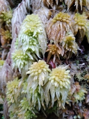 Sphagnum cristatum