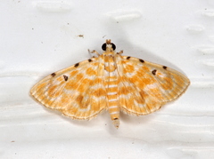 Notarcha aurolinealis