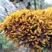 Chandonanthus squarrosus - Photo (c) Leon Perrie, algunos derechos reservados (CC BY), uploaded by Leon Perrie