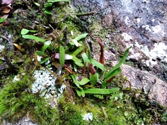 Notogrammitis givenii