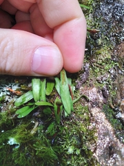 Notogrammitis givenii