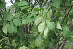 Ulmus laciniata