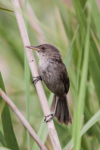 Greater Swamp Warbler