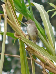 Greater Swamp Warbler photo 2