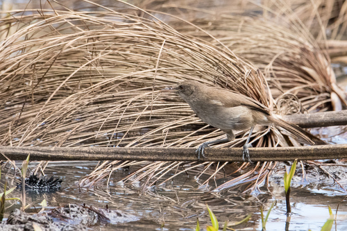 Greater Swamp Warbler