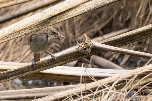 Greater Swamp Warbler