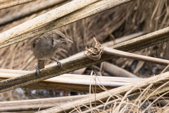 Greater Swamp Warbler photo 3