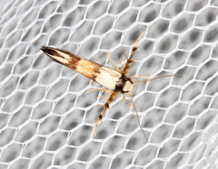 Stathmopoda pantarches