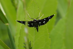 Bocchoris inspersalis