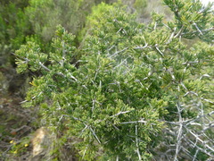 Asparagus mariae