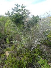 Asparagus mariae
