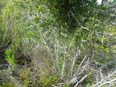 Asparagus mariae