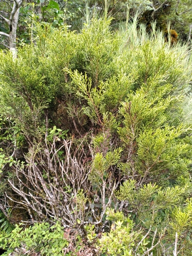 Bog pine (Halocarpus bidwillii)