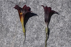 Salpiglossis sinuata