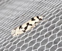 Lichenaula calligrapha