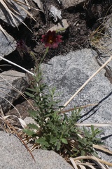 Salpiglossis sinuata