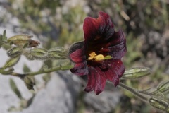 Salpiglossis sinuata