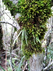 Notogrammitis angustifolia nothofageti