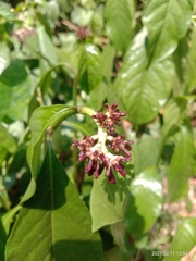 Chassalia curviflora