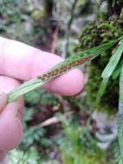 Notogrammitis angustifolia nothofageti