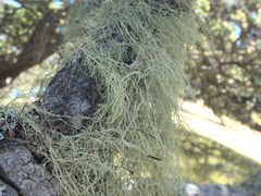 Usnea nidifica