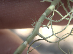 Usnea nidifica