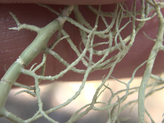 Usnea nidifica