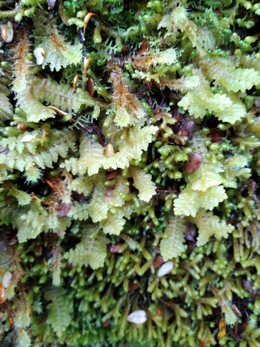Lepidogyna