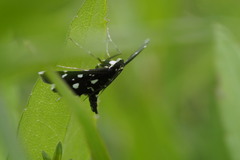 Bocchoris inspersalis