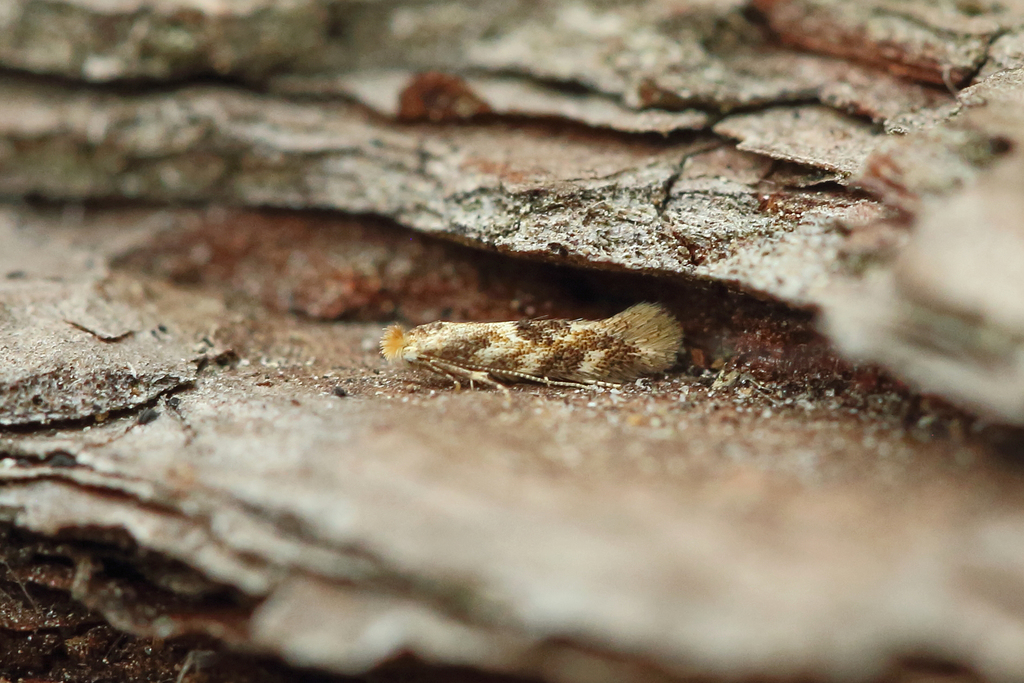 Oak Bent-wing