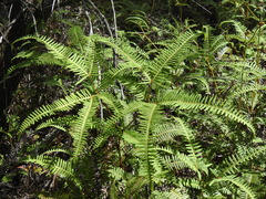 Dicranopteris linearis linearis