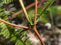Dicranopteris linearis linearis