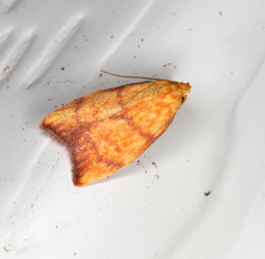 Pycnozancla acribes
