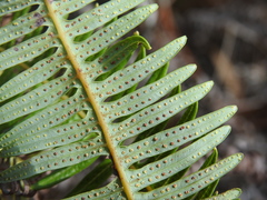 Dicranopteris linearis linearis