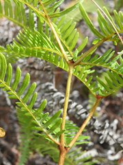 Dicranopteris linearis linearis