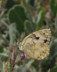 Melanargia titea