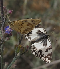 Melanargia titea