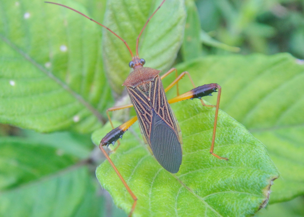 Petalops distinguendus