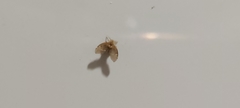 Clogmia albipunctata