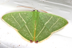 Urolitha bipunctifera