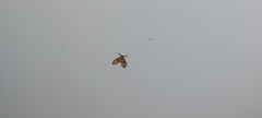 Clogmia albipunctata