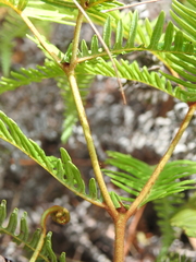 Dicranopteris linearis linearis